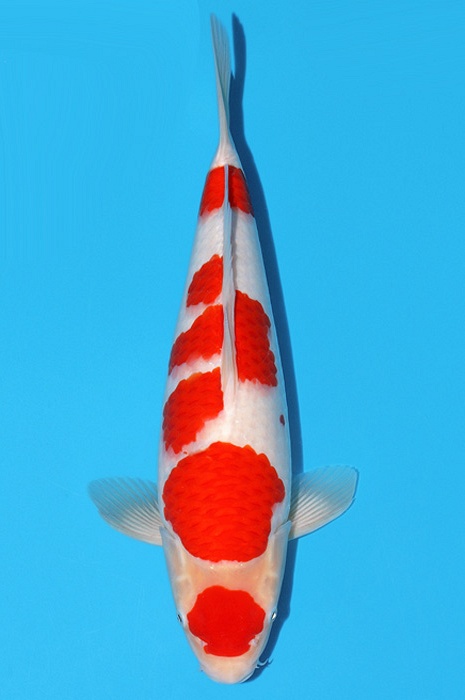meerstaps kohaku KO-V24-05120