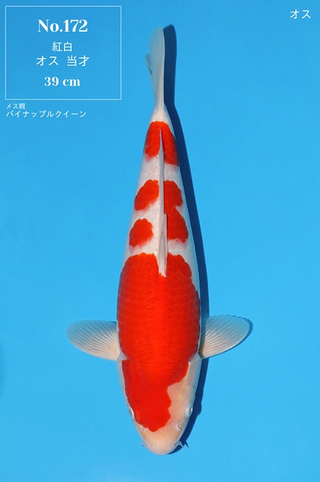 meerstaps kohaku KO-V24-05172
