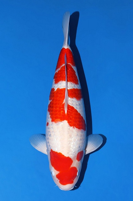 ginrin kohaku KO-V25-0250