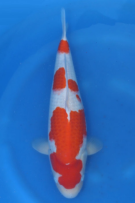 kohaku KO-V25-0476