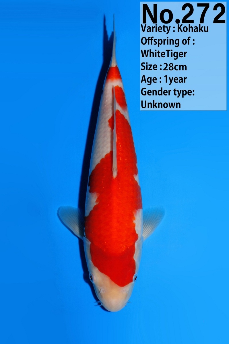 kohaku KO-V26-01272