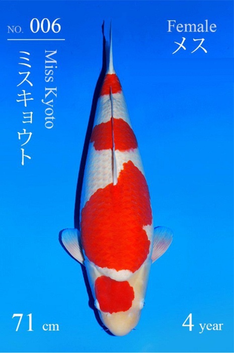 yondan kohaku KO-V26-02006