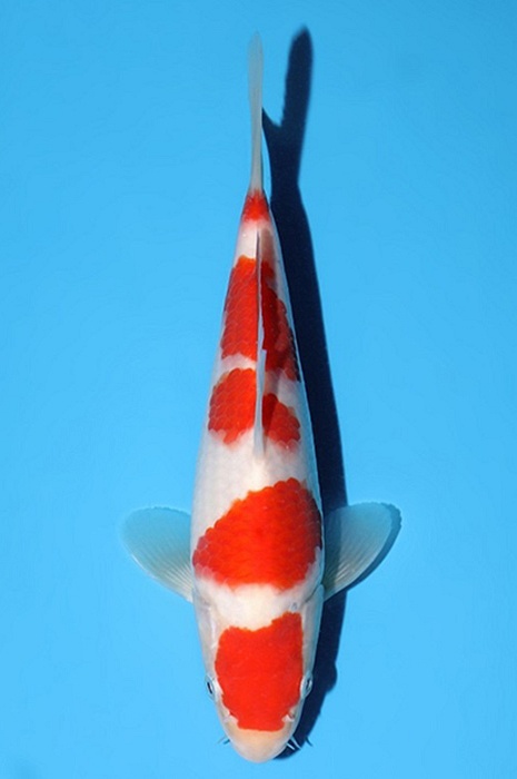 godan kohaku KO-V26-02210