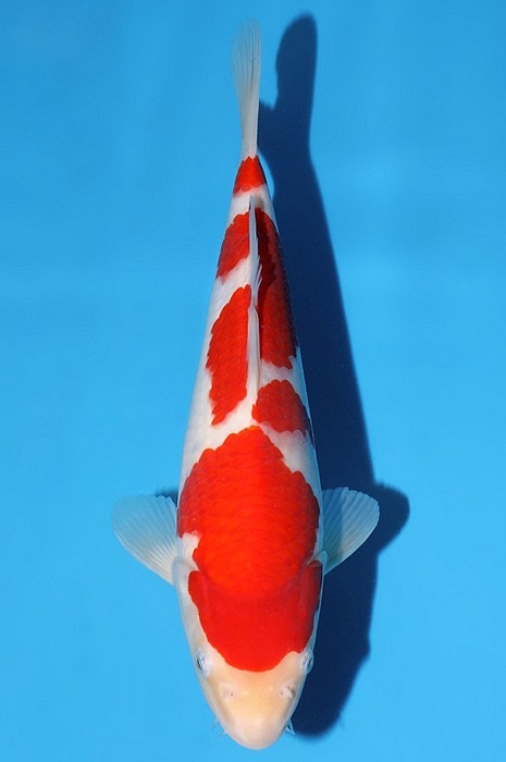 meerstaps kohaku KO-V26-02295