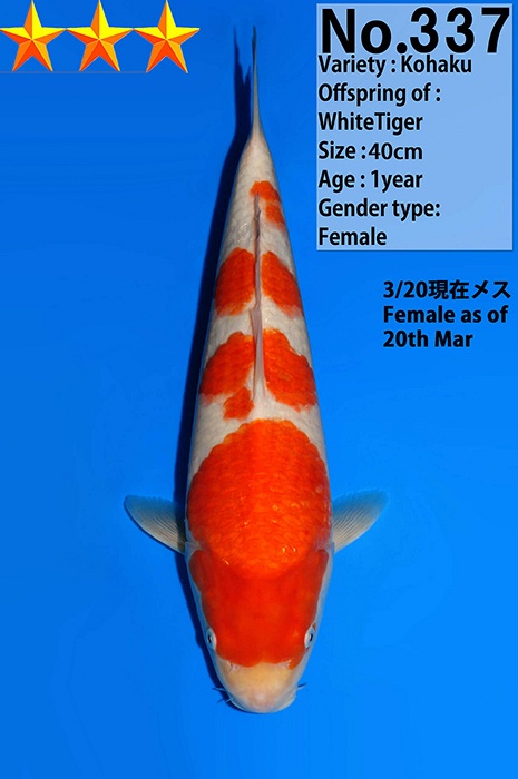 yondan kohaku KO-V26-04337