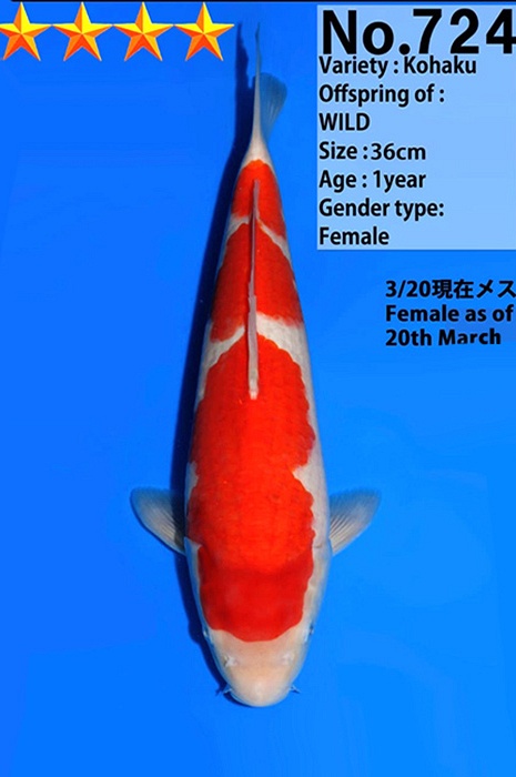 sandan kohaku KO-V26-04724