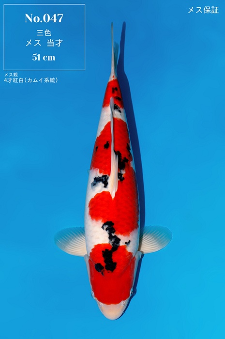 Sanke SA-V26-05047