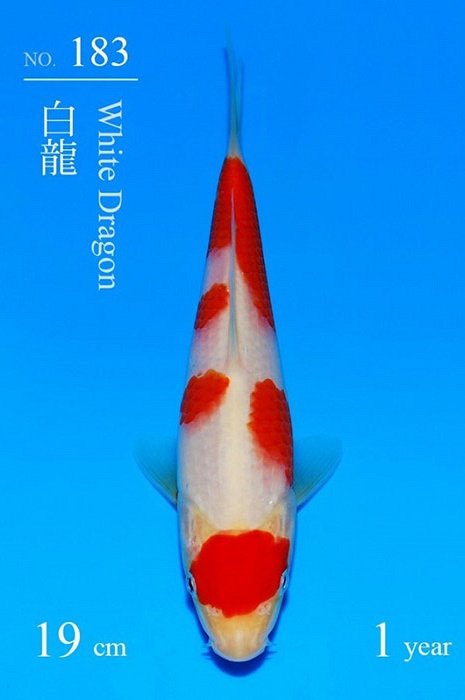 maruten kohaku KO-V26-10183