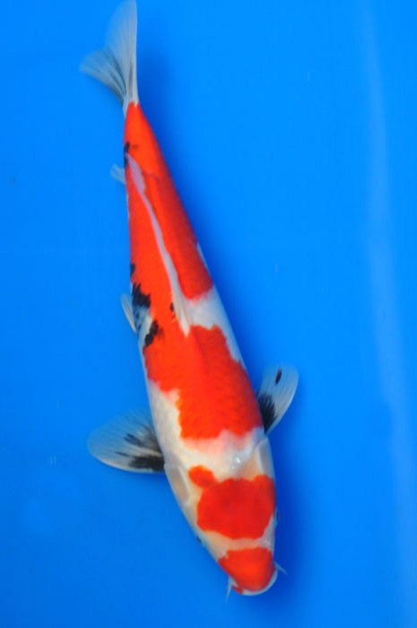 Kuchebeni showa 1002003