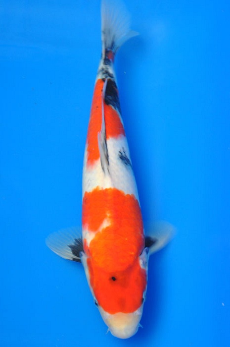 showa 1002007