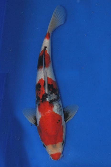showa 1002008