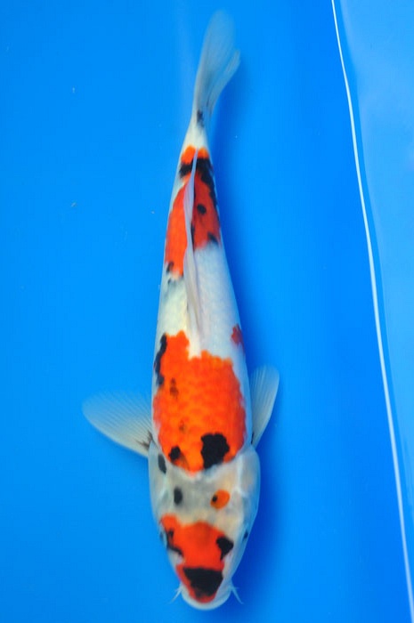showa 1002009