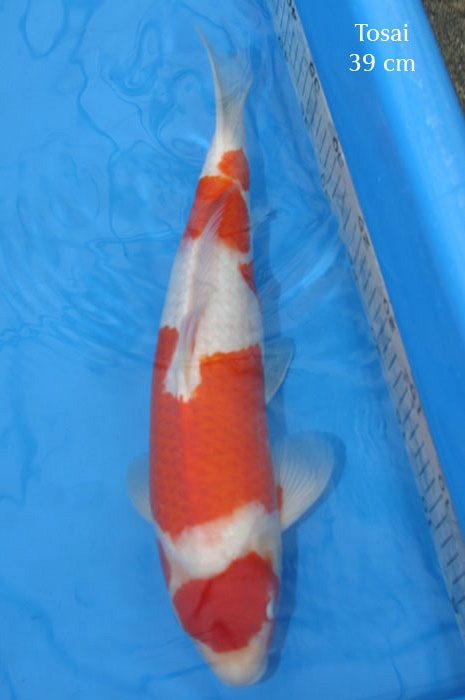 kohaku 1002013