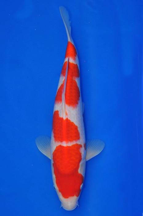 meerstaps kohaku 1002015