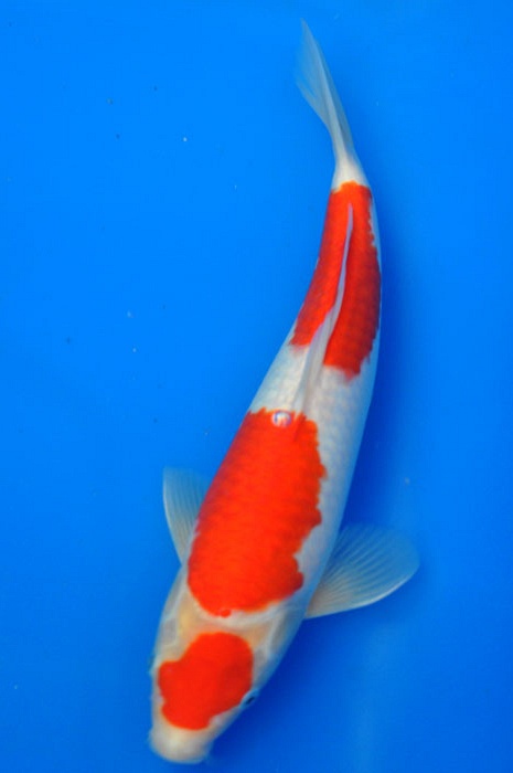 sandan maruten kohaku 1002016