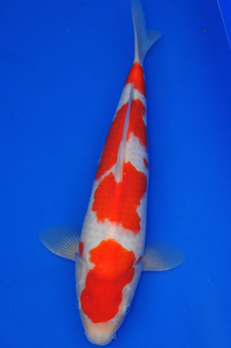 meerstaps kohaku 1002017