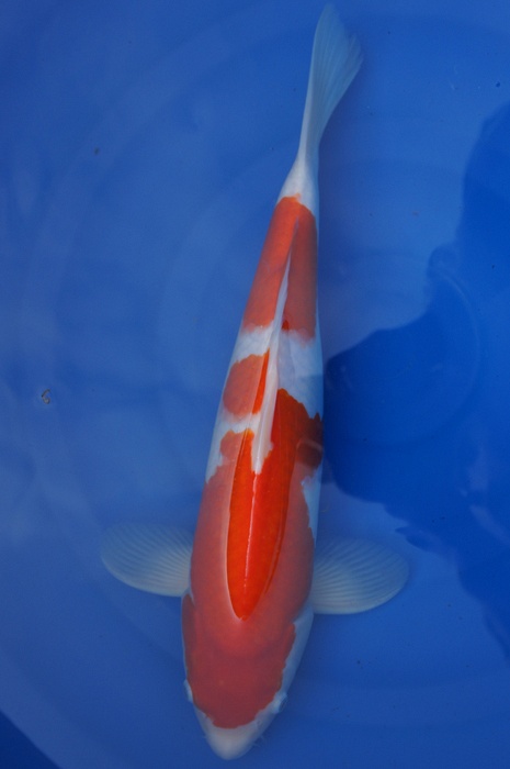 kohaku 1003005