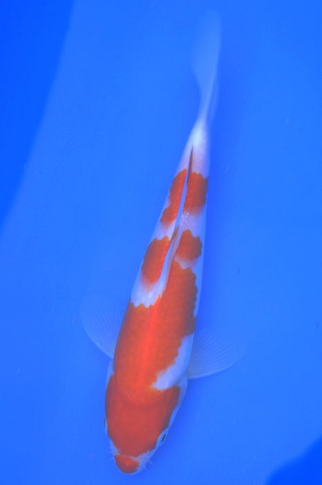 Inazuma kohaku 1003011