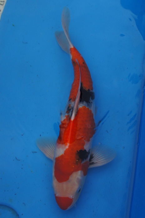 showa 1003028