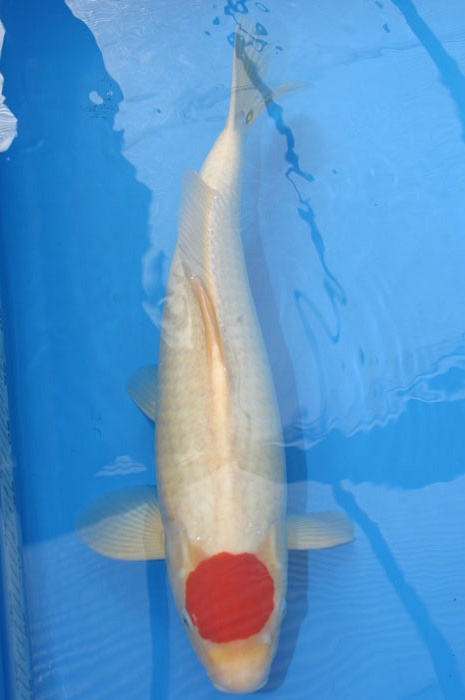 tancho kohaku 1003044