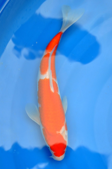kohaku 1006001