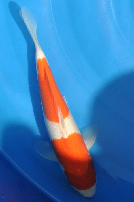 Nidan kohaku 1006004