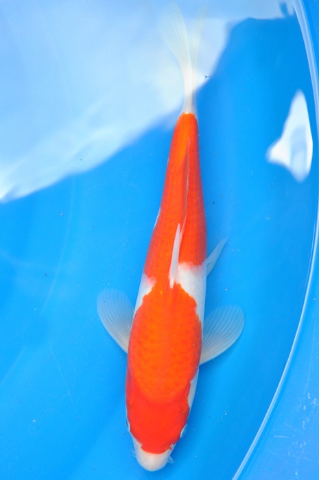 kohaku 1006014