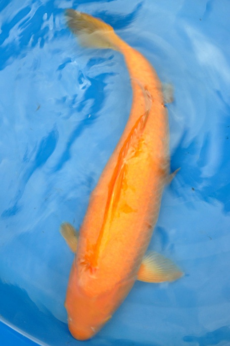 Orenji koi 1007006