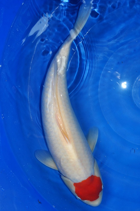 tancho kohaku 1009011