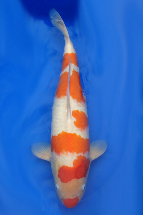 meerstaps kohaku 1009023