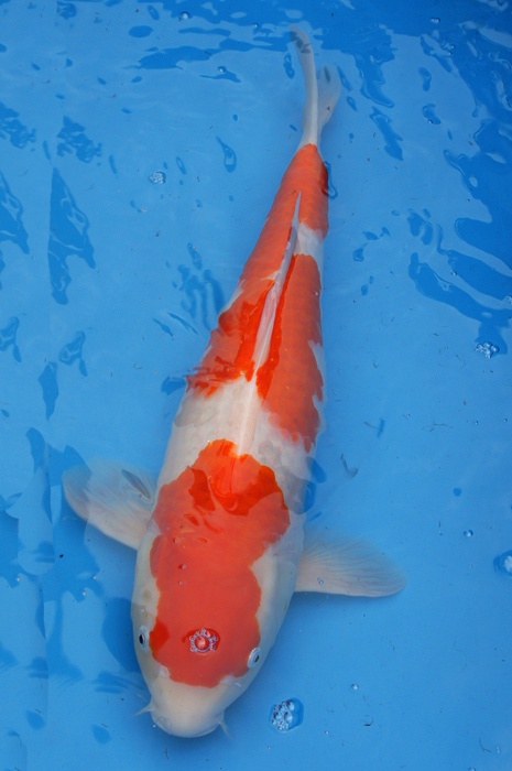 sandan kohaku 1009025