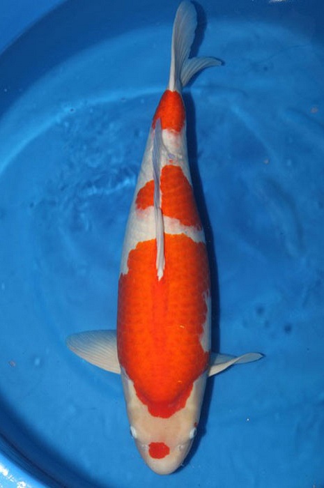 sandan kohaku 1011004