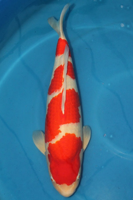 yondan kohaku 1011005