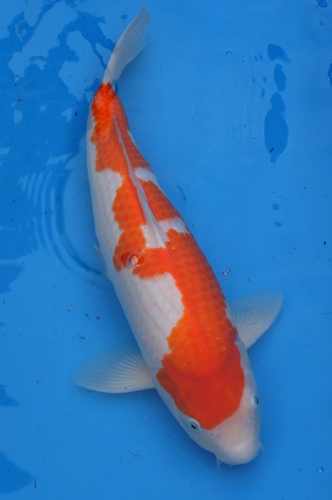 kohaku 1011008