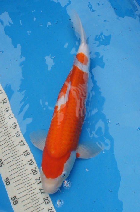 kohaku 1011009