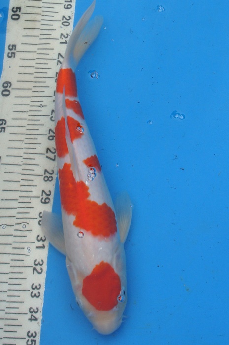maruten kohaku 1011011