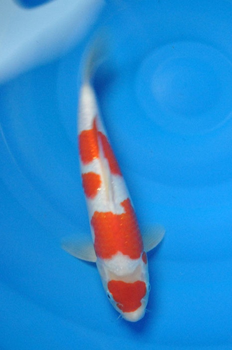 maruten kohaku 1011015