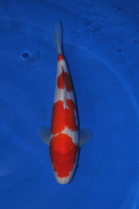 yondan kohaku 1011017
