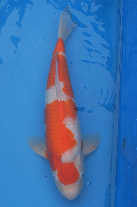maruten kohaku 1011019