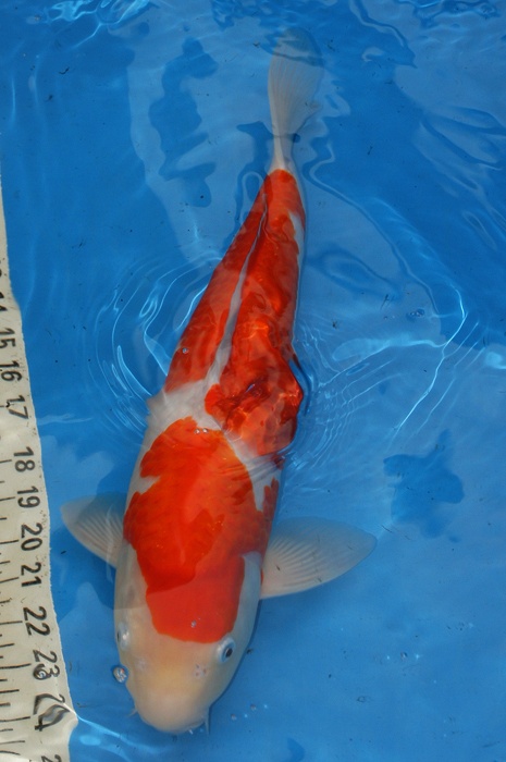 kohaku 1011020