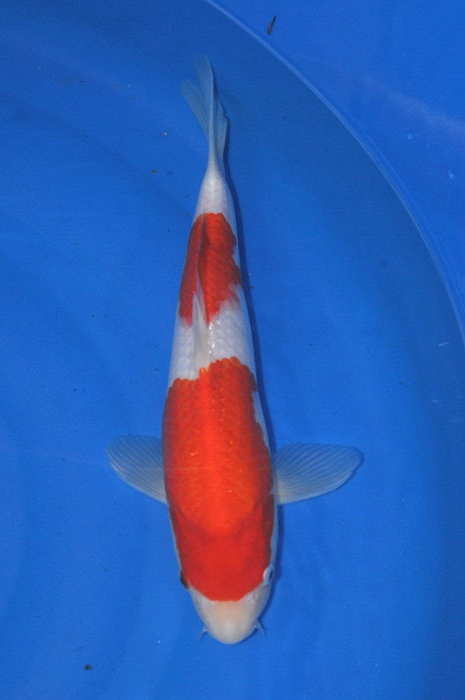 kohaku 1011021