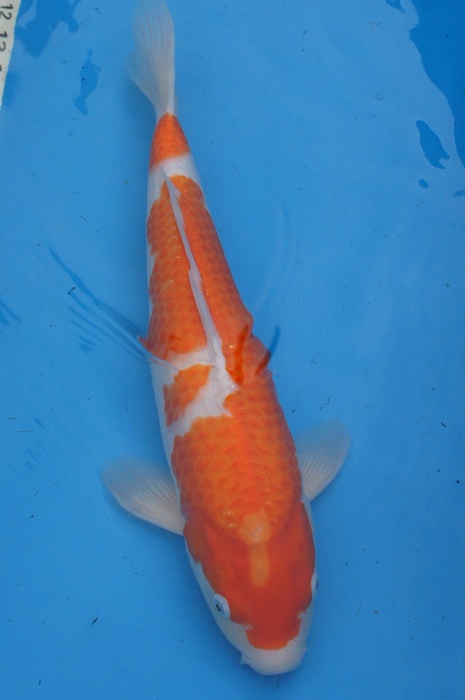 kohaku 1011022