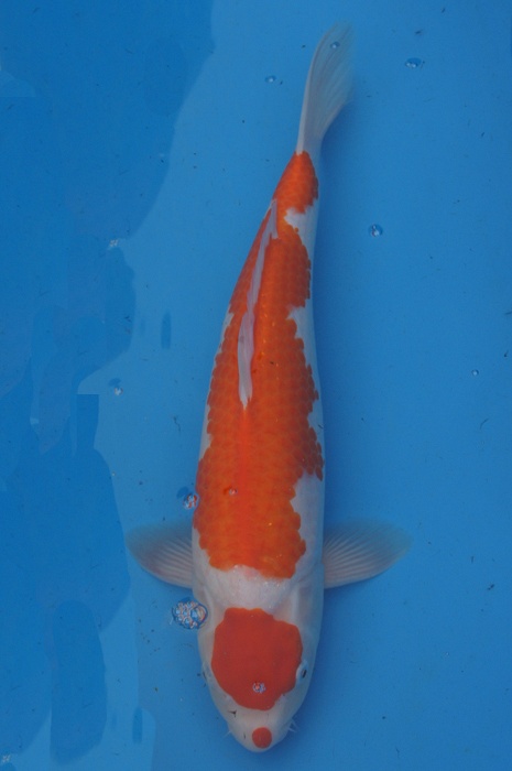 maruten kohaku 1011025