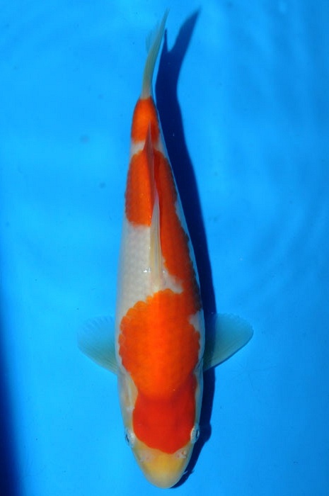 kohaku 1011031