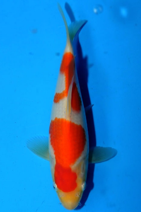 kohaku 1011032
