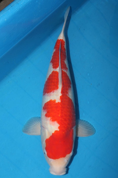 kohaku 1011033
