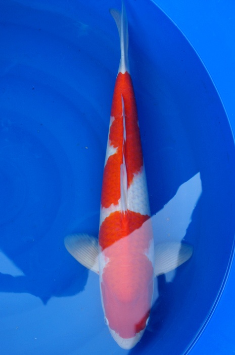 kohaku 1011034