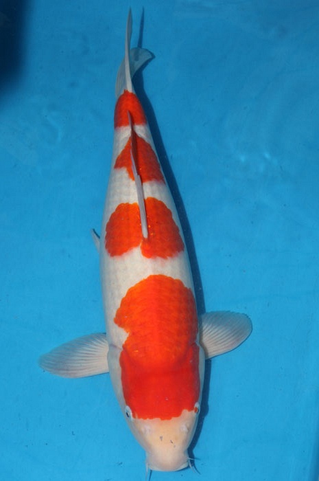 yondan kohaku 1011036