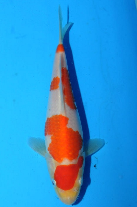 kohaku 1011038