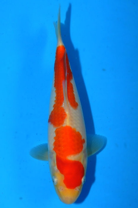 kohaku 1011039
